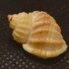 Natural Scalptia crenifera Sea Shell { 20.74 mm }