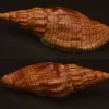 Lyria cloveriana Monster Natural Sea Shell { 96.02 mm }