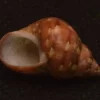 Phasianella modesta Natural Sea Shell { 19.76 mm }