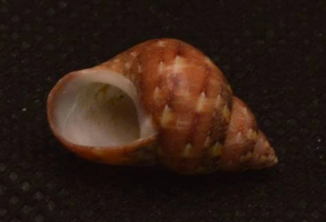 Phasianella modesta Natural Sea Shell { 19.76 mm } Phasianella modesta Natural Sea Shell { 19.76 mm }
