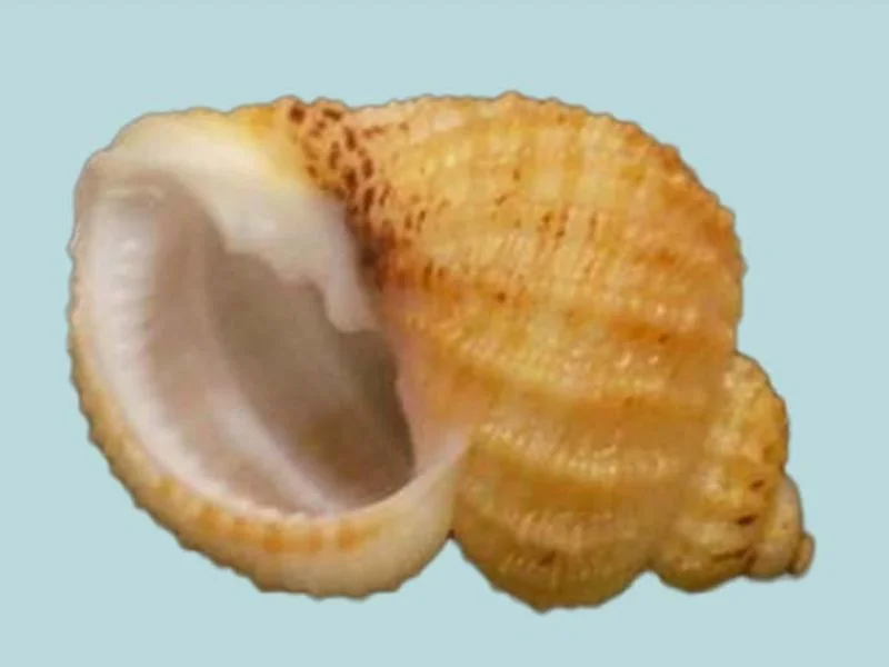Natural Scalptia crenifera Sea Shell (20.04 mm)