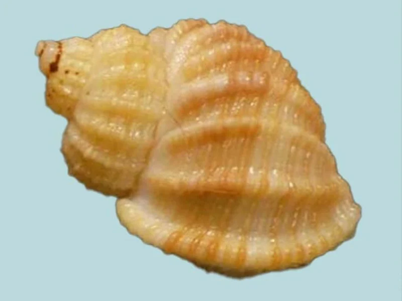 Natural Scalptia crenifera Sea Shell (20.04 mm)