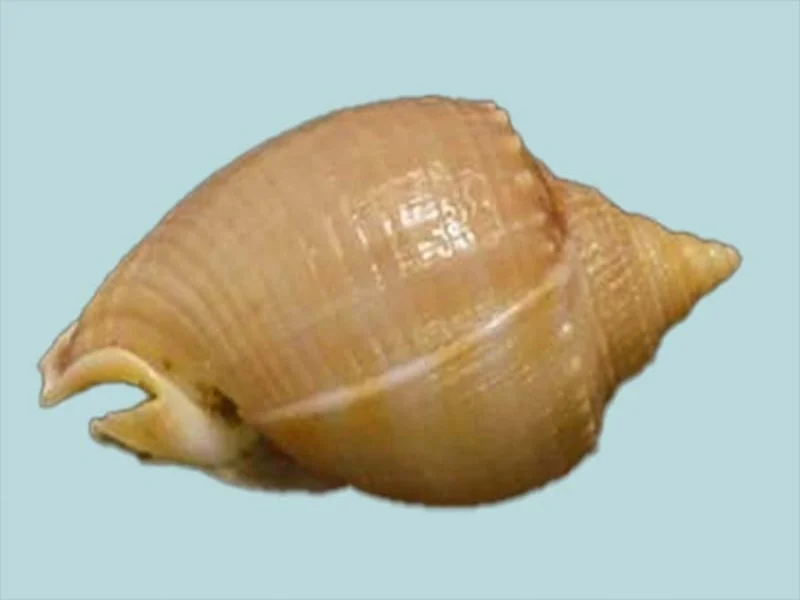 Natural Phalium glaucum Sea Shell { 36.09 mm }