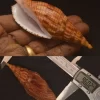Lyria cloveriana Monster Natural Sea Shell { 96.02 mm }