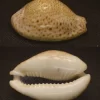 Naria turdus Natiural Sea Shell { 53.98 mm }