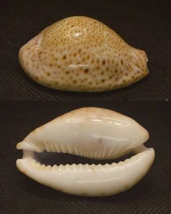 Naria turdus Natiural Sea Shell { 53.98 mm } Naria turdus Natiural Sea Shell { 53.98 mm }