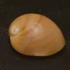 Polinices albumen Natural Sea Shell { 30.69 mm }