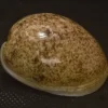 Bulla ampulla Natural Sea Shell { 48.03 mm }