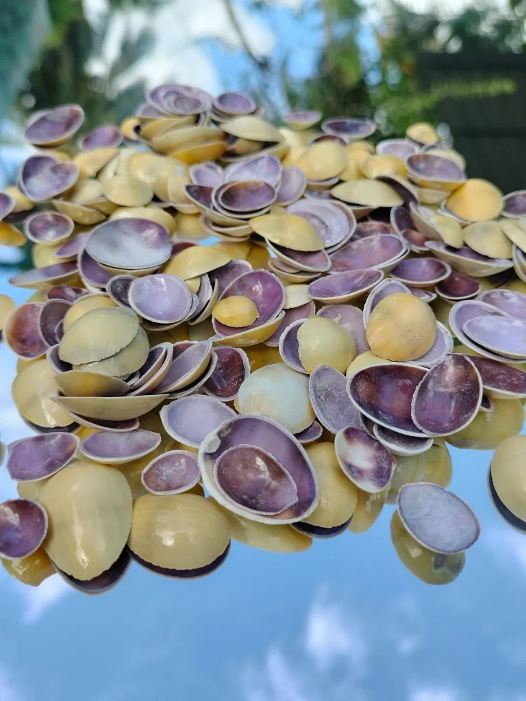 Moneta Purple Cowrie Top Cut Pieces Two Tone Craft Decor