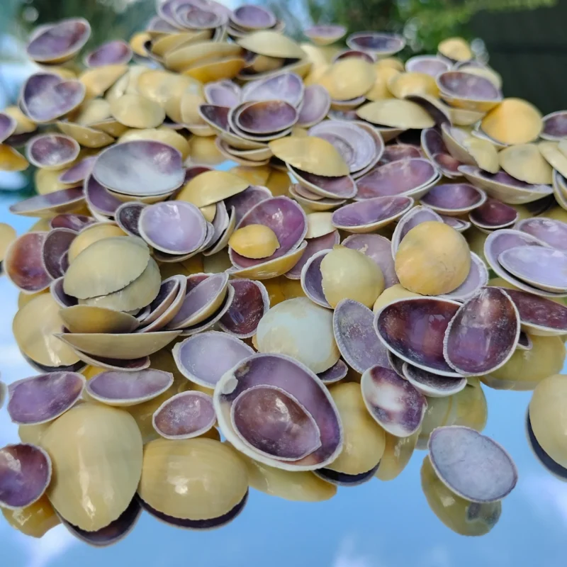 Moneta Purple Cowrie Top Cut Pieces Two Tone Craft Decor