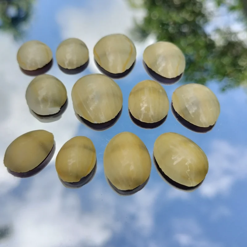 Moneta Purple Cowrie Top Cut Pieces Two Tone Craft Decor