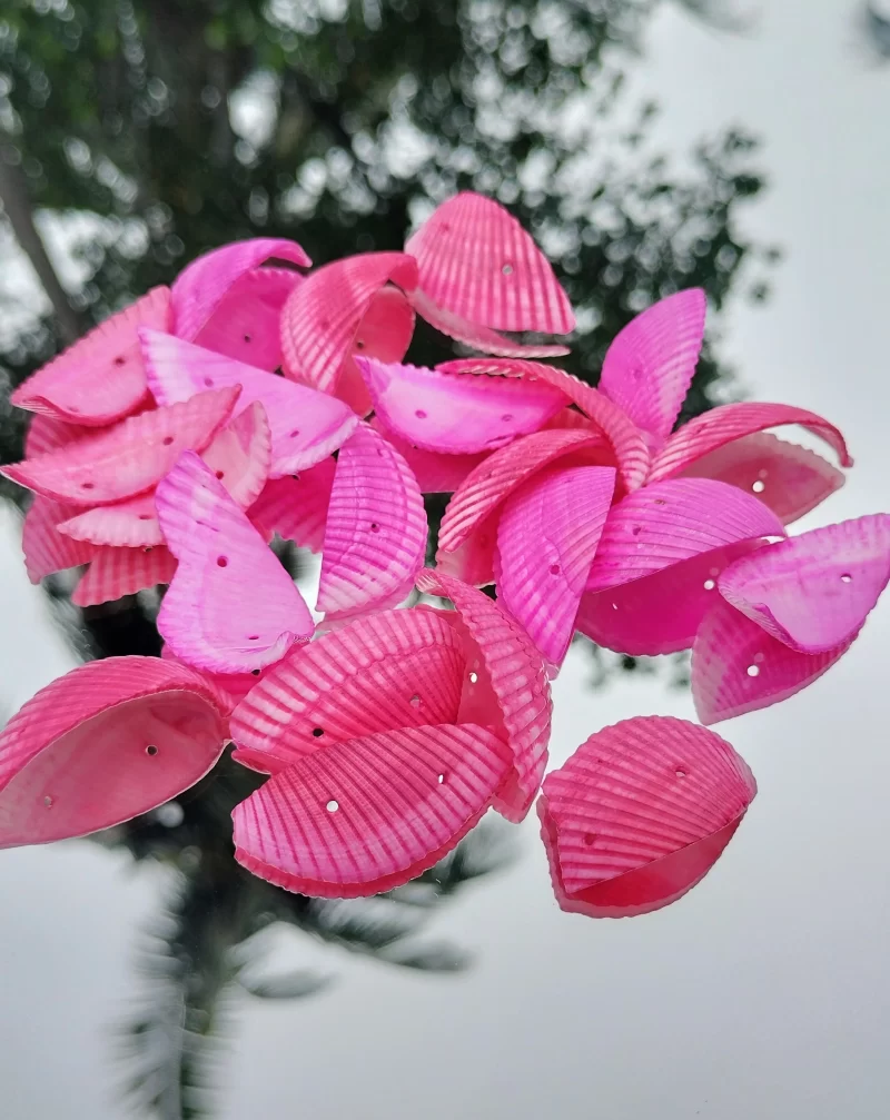 Decorative Colored Sea Shells