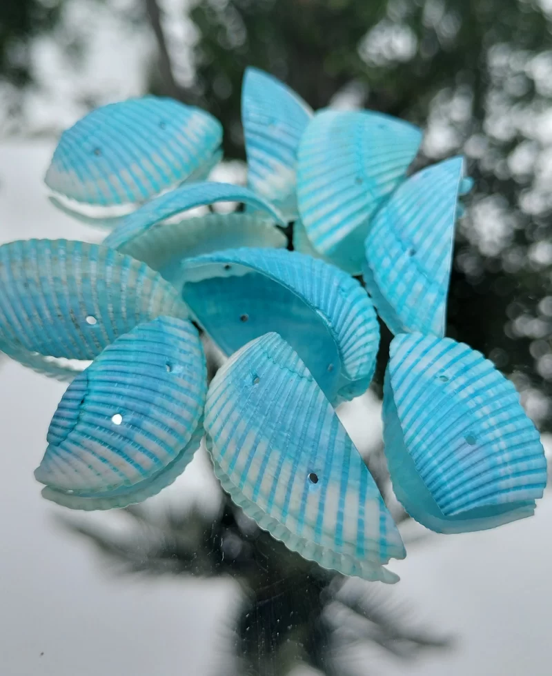 Decorative Colored Sea Shells
