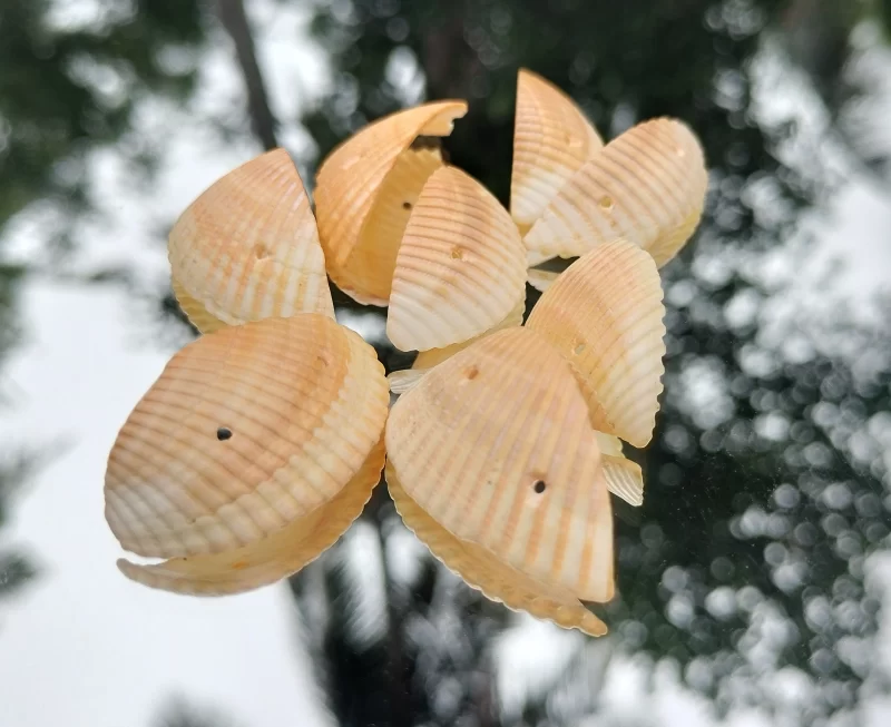 Decorative Colored Sea Shells