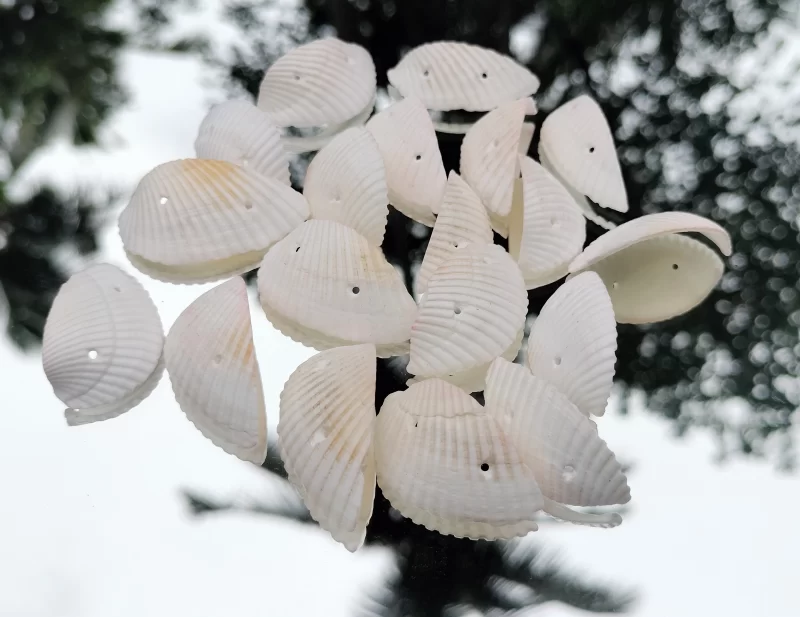 Decorative Colored jewellery macking Sea Shells