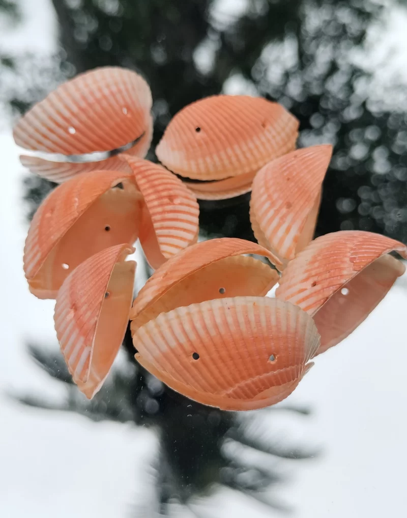 Decorative Colored jewellery macking Sea Shells