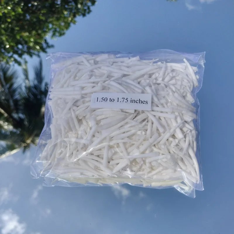 Combo Pack Smooth Dentalium Shells 4 Sizes {1.25 To 2 Inches } 1 Kg ( 2.2 Lbs )