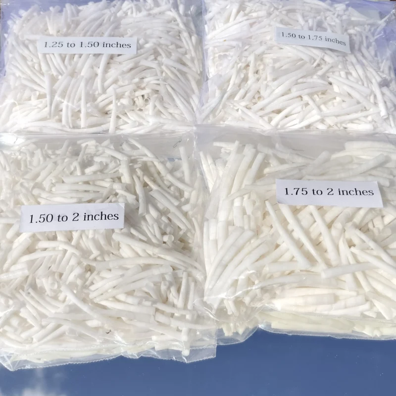 Combo Pack Smooth Dentalium Shells 4 Sizes {1.25 To 2 Inches } 1 Kg ( 2.2 Lbs )