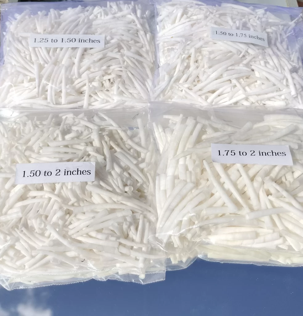 Combo Pack Smooth Dentalium Shells 4 Sizes {1.25 To 2 Inches } 1 Kg ( 2.2 Lbs )