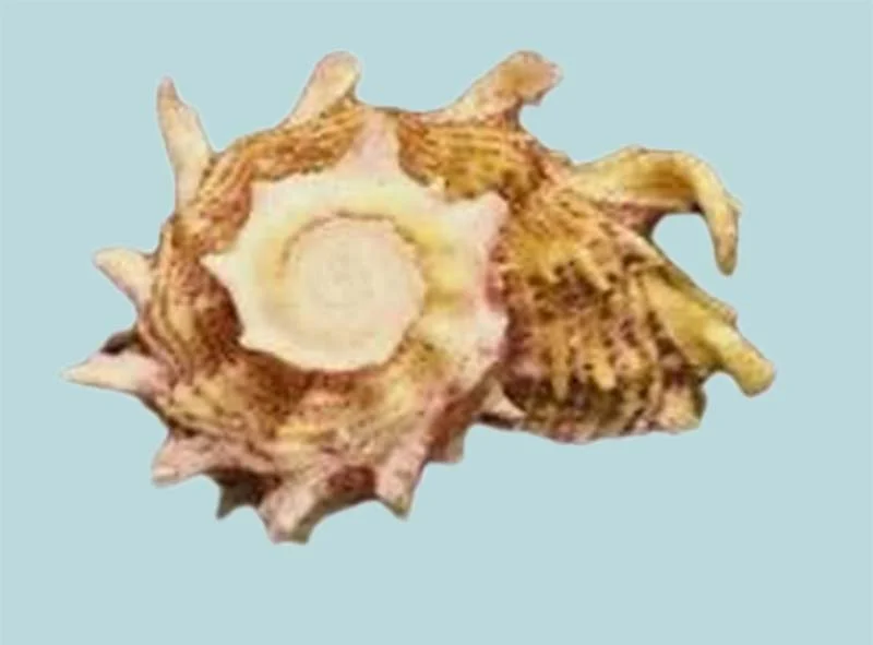 Angaria sphaerula (31.26 mm) is a natural marine sea shell collected from the coastal region of Manapadu