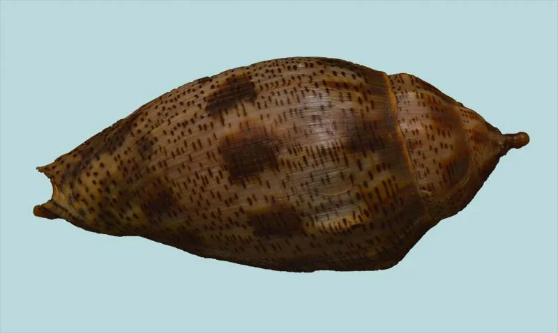 Harpulina lapponica{ 101.48mm }