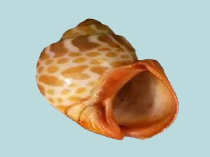 Babylonia spirata (43.72mm)