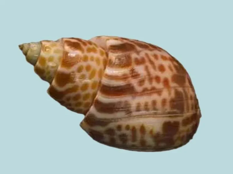 Babylonia spirata (77.78mm)