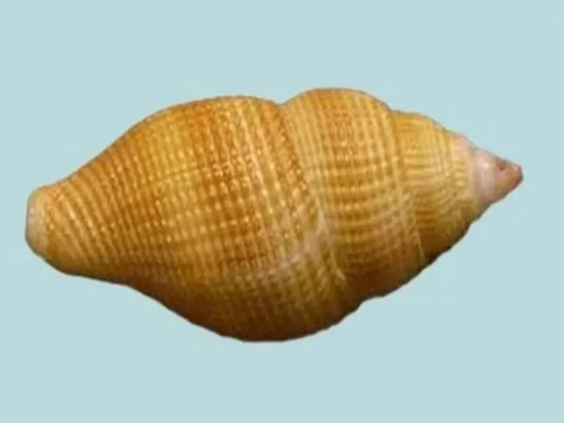 Natural Metula inflata Sea Shell (34.14 mm)