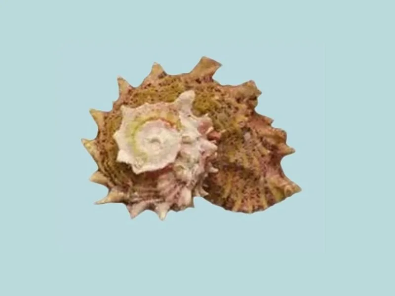 Angaria sphaerula  (31.46 mm)