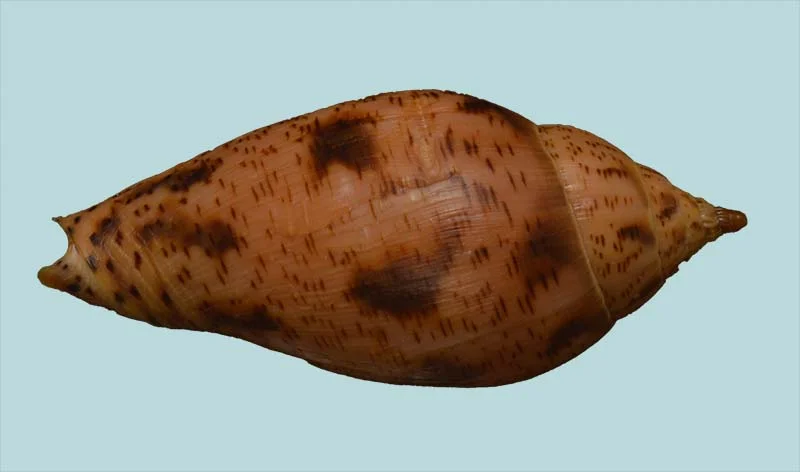 Harpulina lapponica{ 88.72mm }