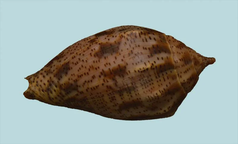 Harpulina lapponica{ 91.32mm }