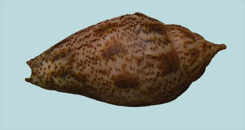 Harpulina lapponica{ 93.24mm }