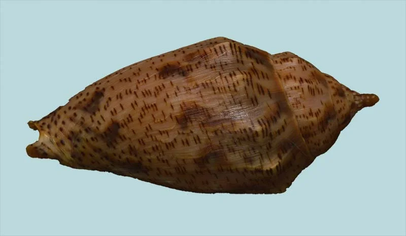 Harpulina lapponica{ 92.08mm }