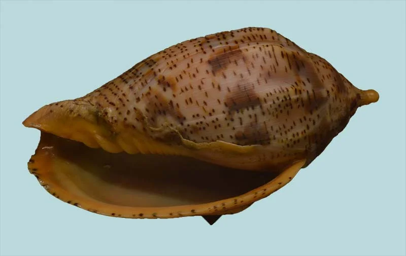 Harpulina lapponica{ 82.32mm }