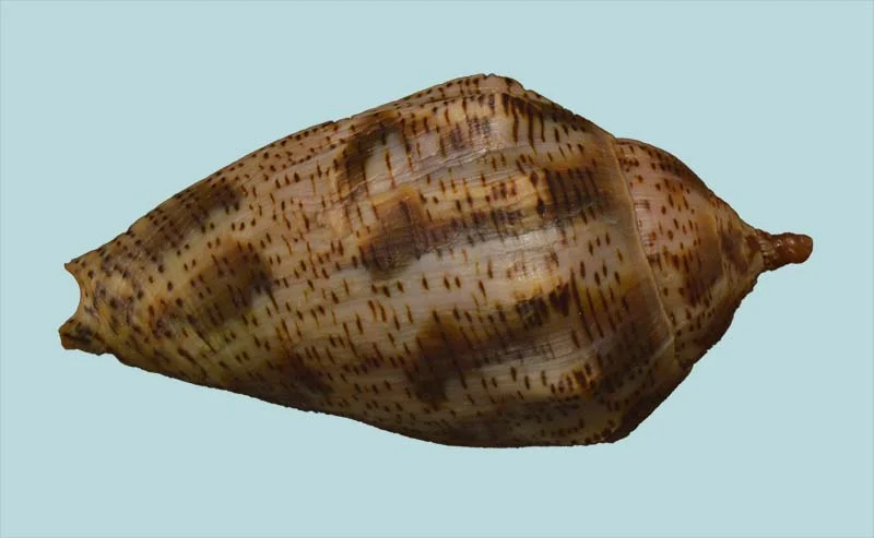 Harpulina lapponica{82.30mm }