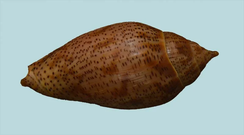 Harpulina lapponica {101.29mm }