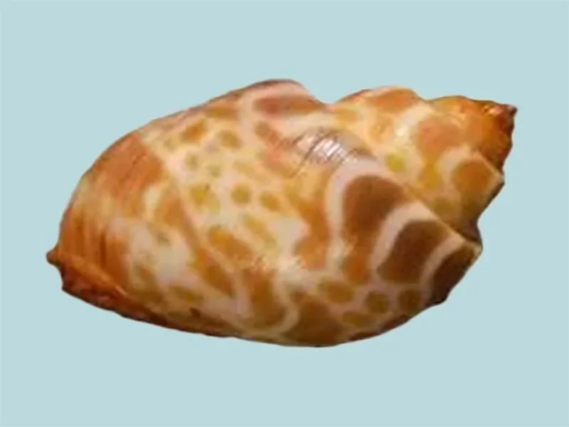 Babylonia spirata (43.72mm)