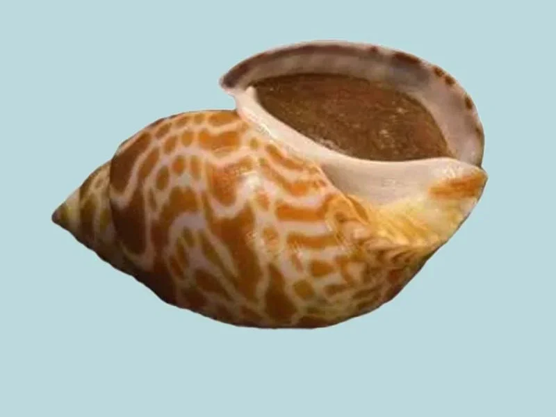 Babylonia spirata (77.78mm)