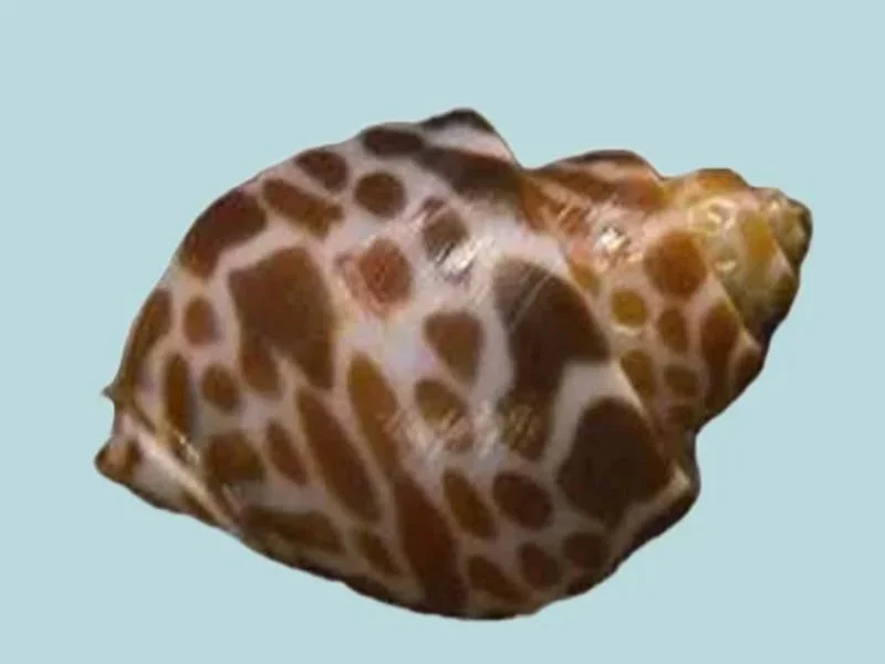 Babylonia spirata Sea Shell (46.49mm)