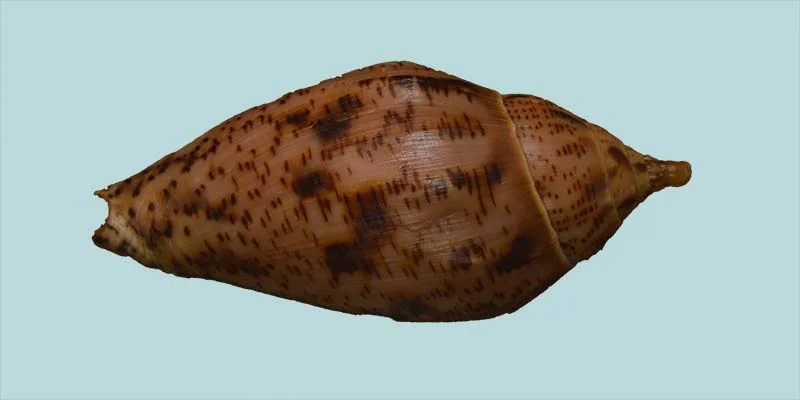 Harpulina lapponica{ 84.54mm }