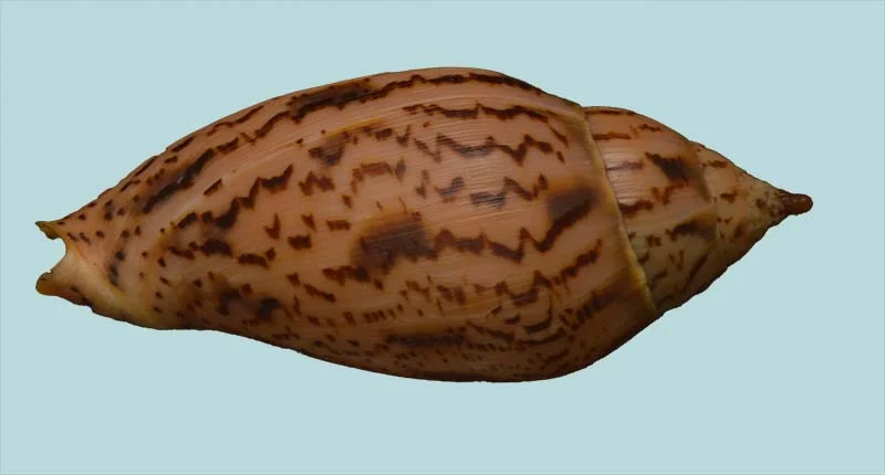 Harpulina lapponica{ 92.92mm }