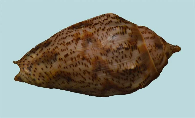 Harpulina lapponica{ 76.19mm }