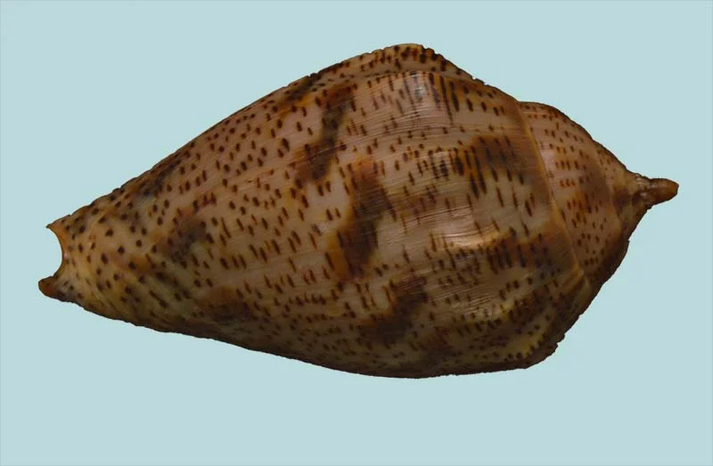 Harpulina lapponica{ 84.14mm }