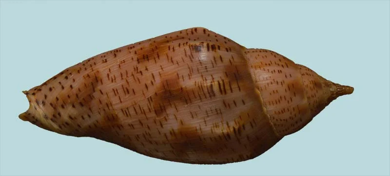 Harpulina lapponica{ 97.16mm }