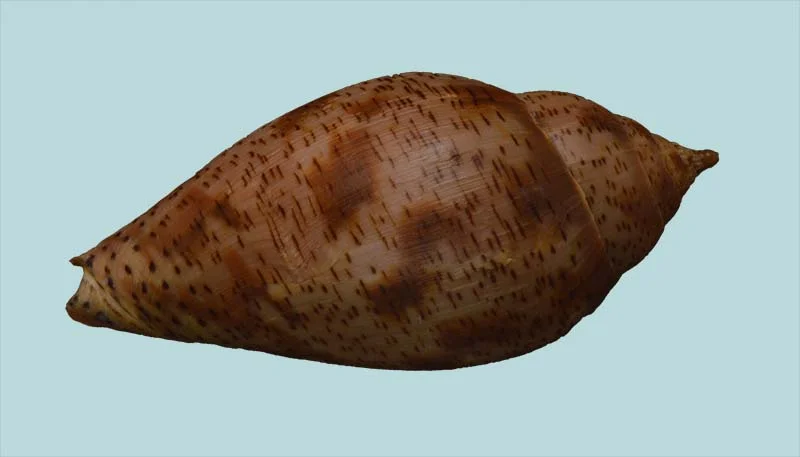 Harpulina lapponica {109.72mm }