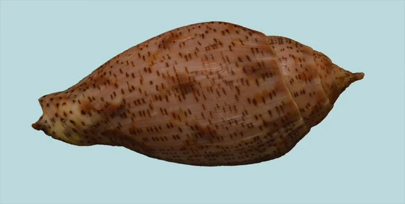 Harpulina lapponica{ 111.37mm }