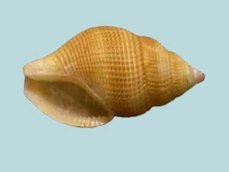 Natural Metula inflata Sea Shell (34.14 mm)