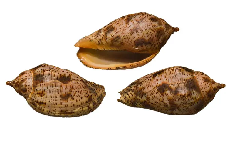 Harpulina lapponica{ 88.35mm }