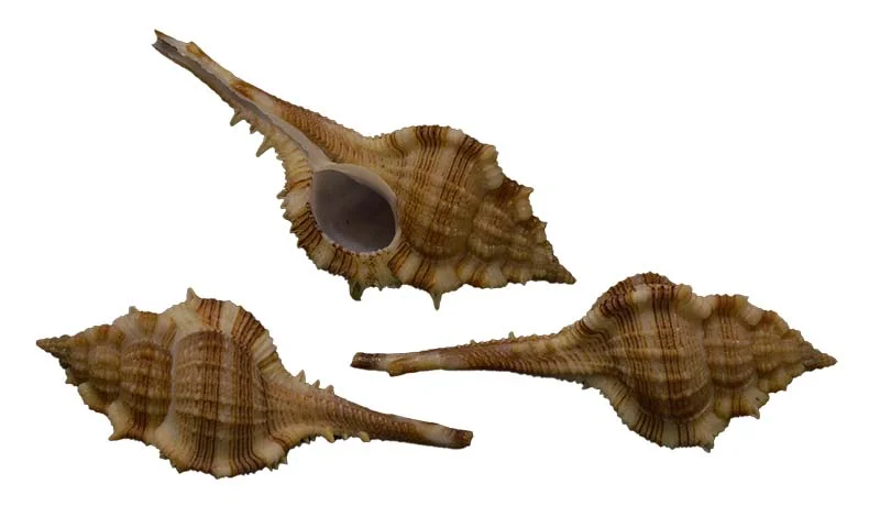 Vokesimurex malabaricus  { 76.96mm }