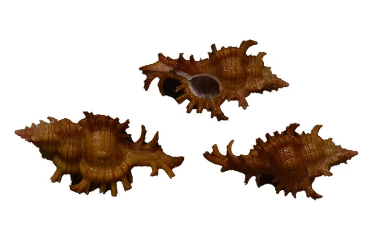 Chicoreus aculeatus  { 38.16 mm }